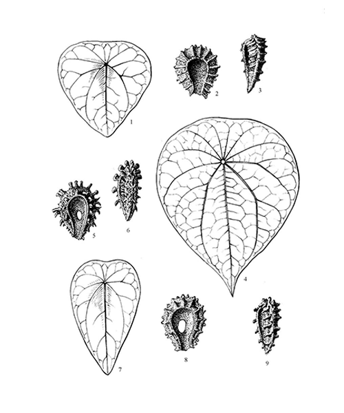 Natural compounds from  Stephania tetrandra